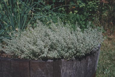 Thyme growing in a barrel