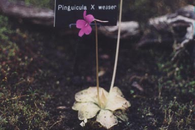 Butterwort plant with flower