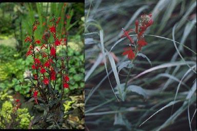 Cardinal Flowers in boggy ground