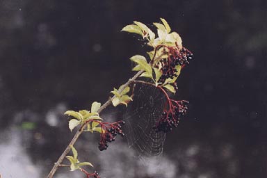 Elderberry fruits with spiderweb