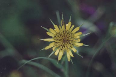 Single flowering head of Goatsbeard with small insect