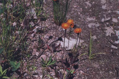 Flowering stems of Orange Hawkweed