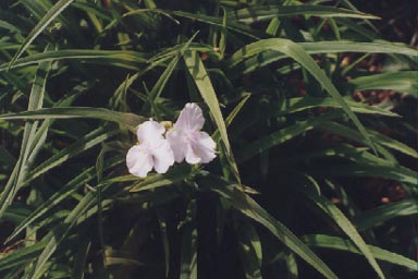 FLOWERS AND LEAVES OF TRADESCANTIA