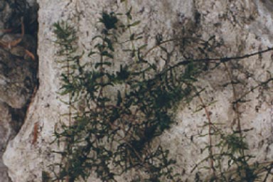 Canadian Pondweed stems and leaves on rock
