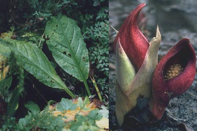 Leaves and flowers of Skunk Cabbage