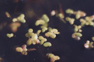 Close-up of floating Duckweed