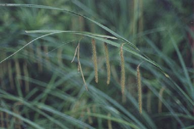 Sedge with dangling flower clusters