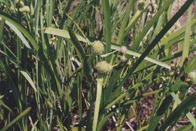 Bur-reed with flower clusters