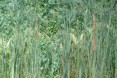 Narrow-leaved Cattail with flower clusters