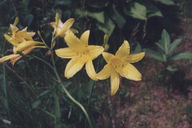 Lemon Lily flowers