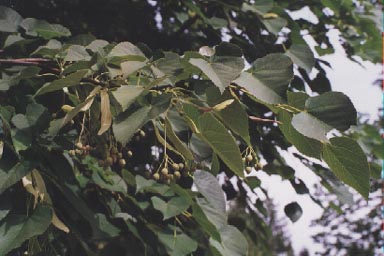 Leaves and fruits of Baswood