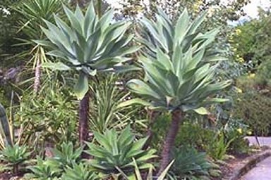 AGAVE PLANTS