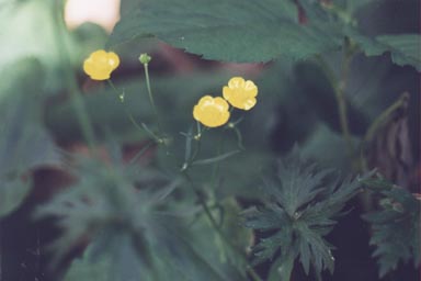 Flowers of Common Buttercup