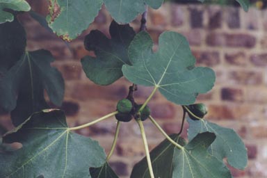 Fig leaves and young fruits