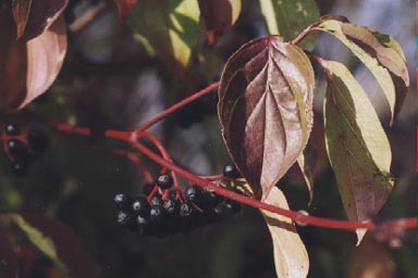 DOGWOOD WITH BERRIES