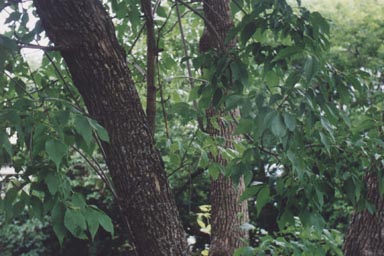 Trunk and foliage of Manitoba Maple
