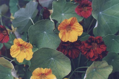 Flowers and leaves of garden Nasturtiums