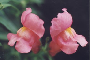 Pink Snapdragon flowers