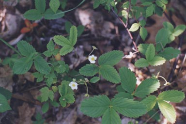Wild Strawberry flowers and leaves