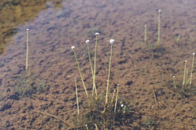 Pipewort in shallow water
