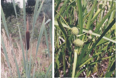 Cattail and Bur-reed flower clusters