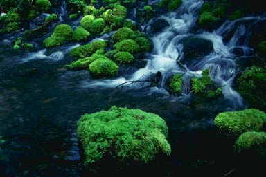 MOSSES BY WATERFALL