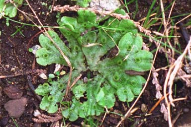 Liverwort thallus with gemma