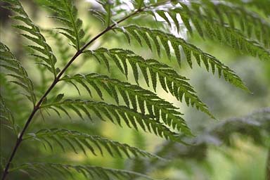 Chain Fern frond with sori