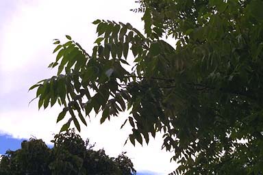 Silhouette of Black Walnut leaves