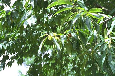 American Chestnut leaves and fruit