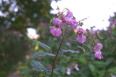 Flowering stem of Indian Balsam