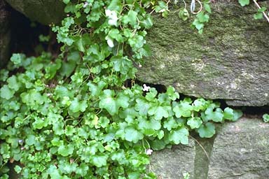 Ivy-leaved Toadflax on stone wall