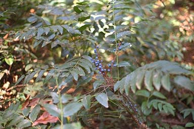 Leaves and berries of Oregon Grape
