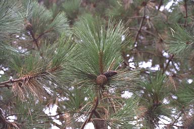 Ponderosa Pine with cones