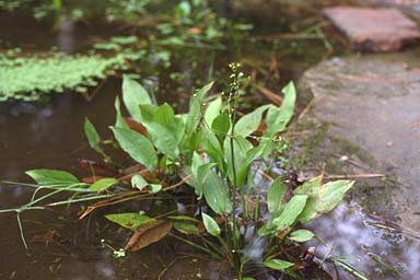 WATER PLANTAIN IN STREAM