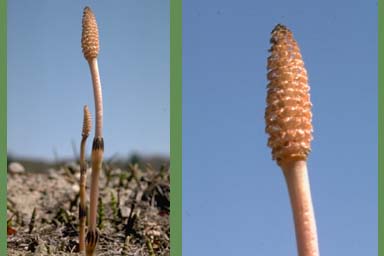 Cones of Field Horsetail
