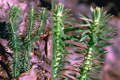 Shining Clubmoss with close-up of sporangia