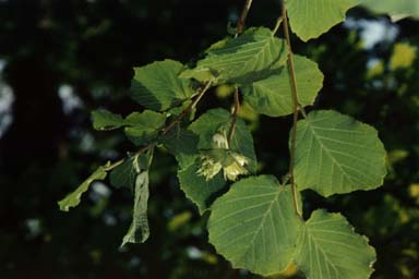 Hazel nuts and leaves