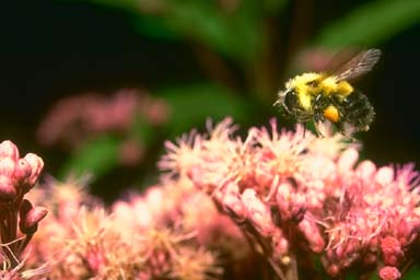 Bumblebee on Joe-Pye Weed