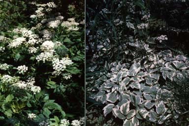 Goutweed flowers and variegated leaves