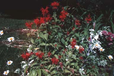 Red flowers of Bee-balm