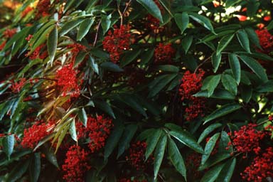 Fruits and leaves of Red-berried Elder