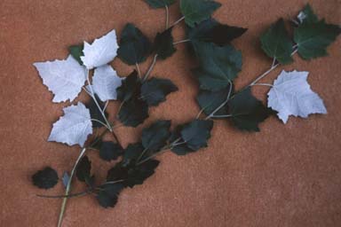 White Poplar leaves