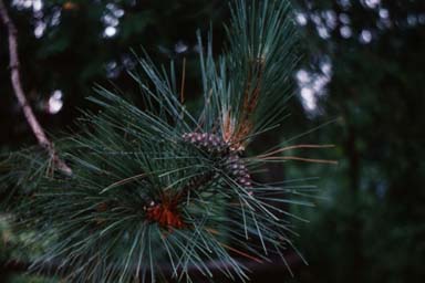 Red Pine needles and cones