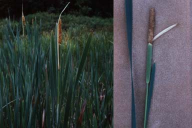 Common Cattail plant and flowering head
