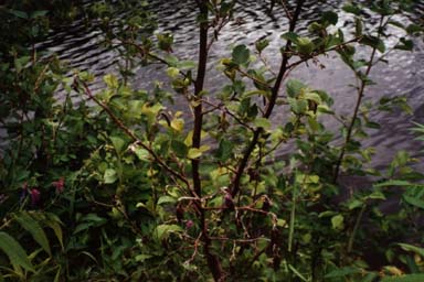 Speckled Alder growing by river