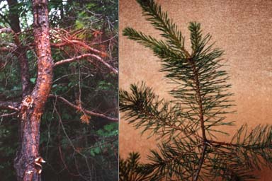 Scots Pine bark and needles