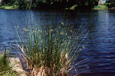 Clump of rushes by water