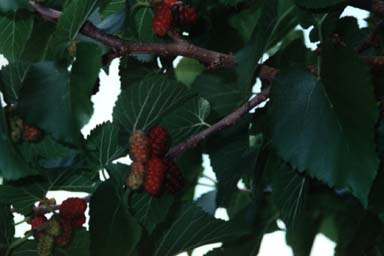 Black Mulberry fruits