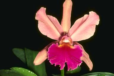 Orchid Labellum